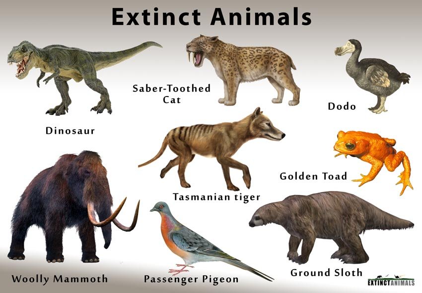 The Tragic Toll of Extinction: A World Without Diversity